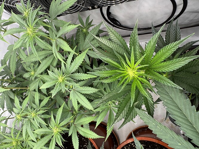 Growreport Bild 6