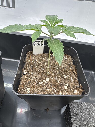 Growreport Bild 10