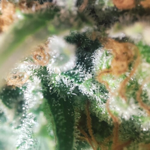 Growreport Bild 52