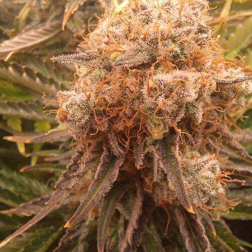 Growreport Bild 14