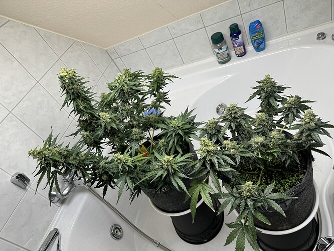 Growreport Bild 35