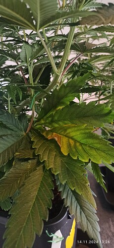 IMG_20241114_132634