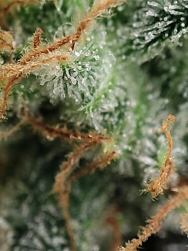 Growreport Bild 89