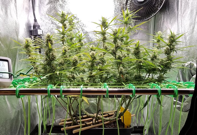 Growreport Bild 32