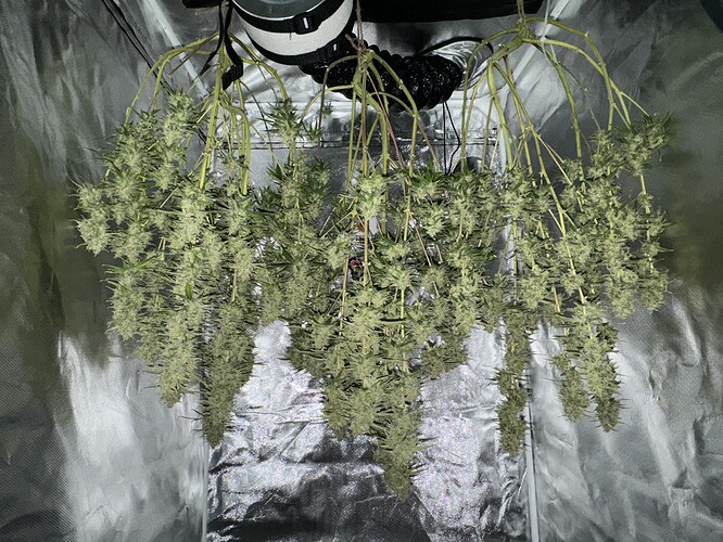 Growreport Bild 5