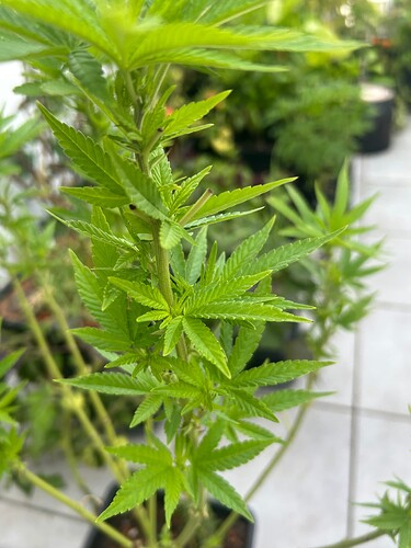 Growreport Bild 4
