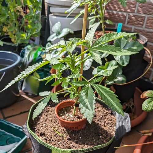 PXL_20240611_151222638