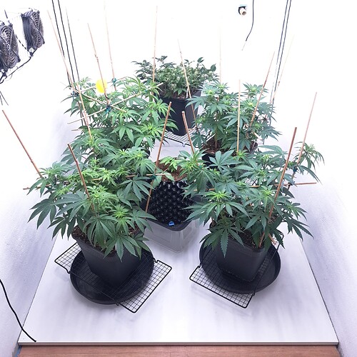 Growreport Bild 17