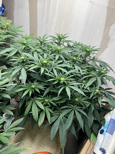 Growreport Bild 9
