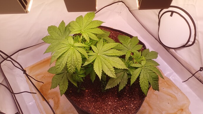 Growreport Bild 1