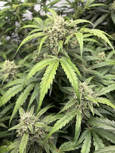 Growreport Bild 55