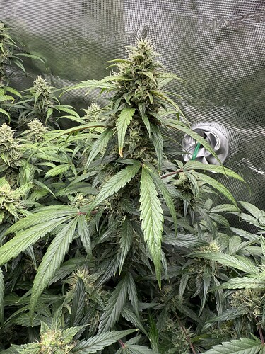 Growreport Bild 29
