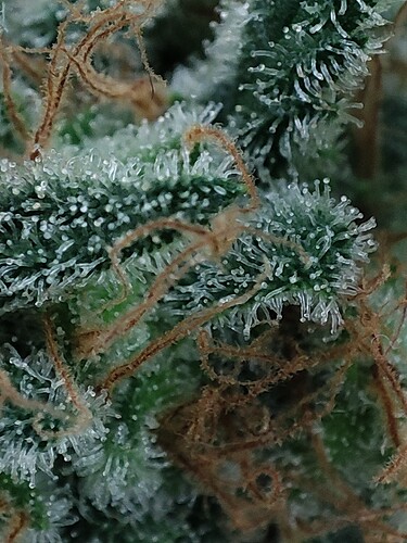 Growreport Bild 108