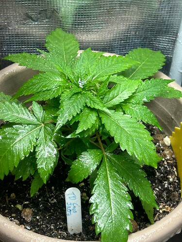 Growreport Bild 44