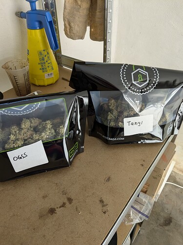 PXL_20240811_093256805