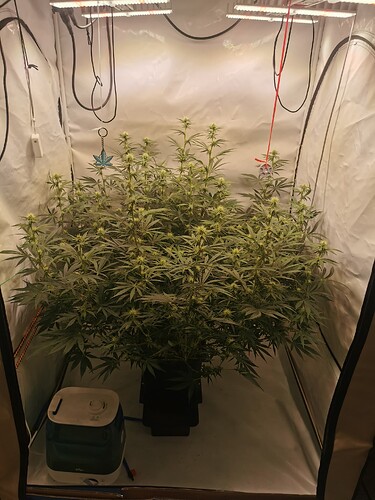Growreport Bild 3
