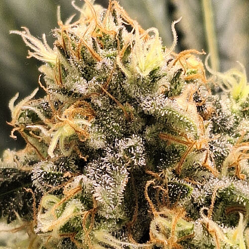 Growreport Bild 1