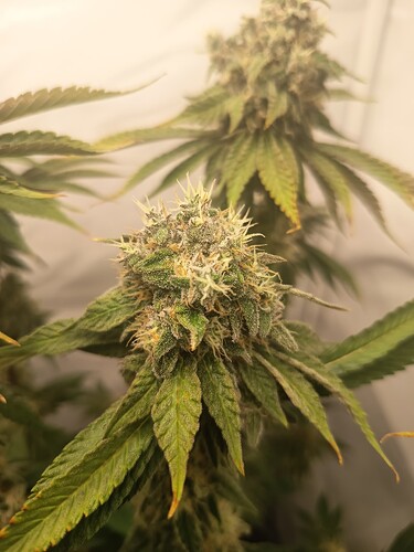 Growreport Bild 47
