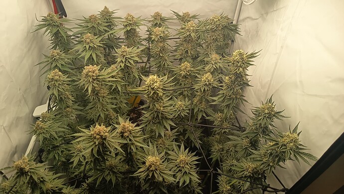Growreport Bild 5