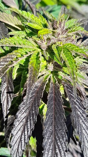Growreport Bild 2