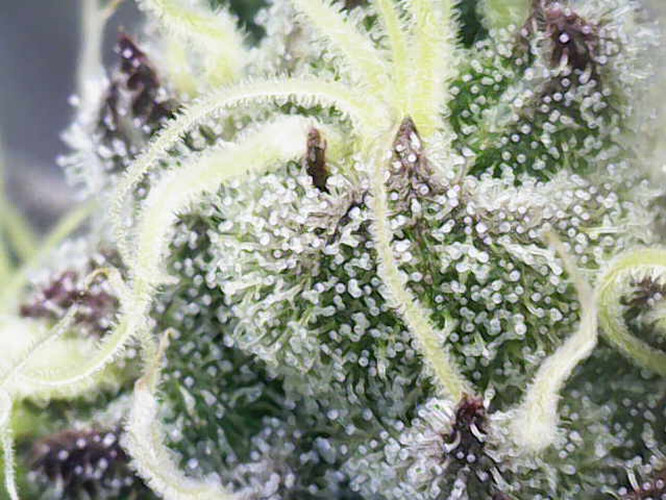 Growreport Bild 9