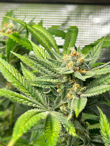 Growreport Bild 8