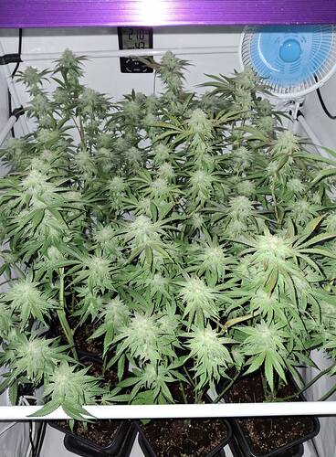 Growreport Bild 11
