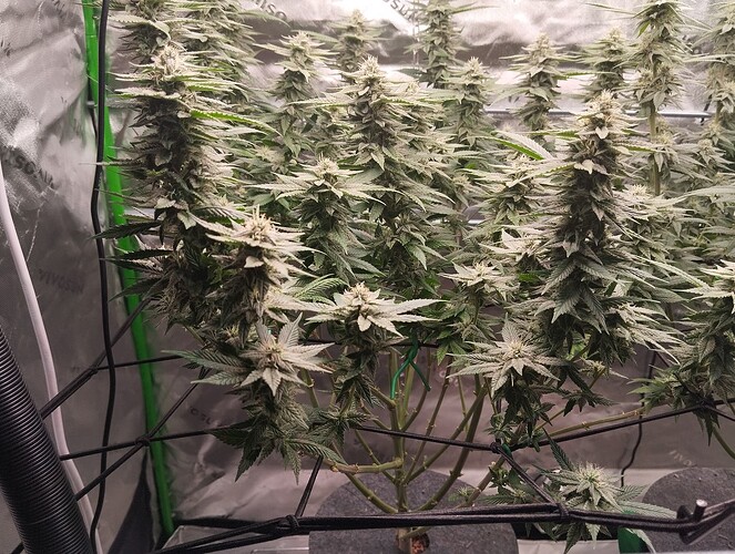 Growreport Bild 3