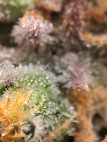 Growreport Bild 31