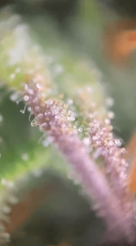 Trichome