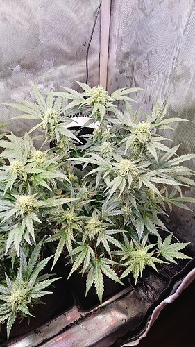 Growreport Bild 11