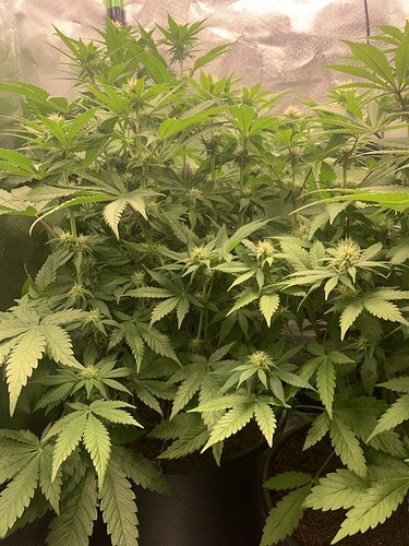 Growreport Bild 4