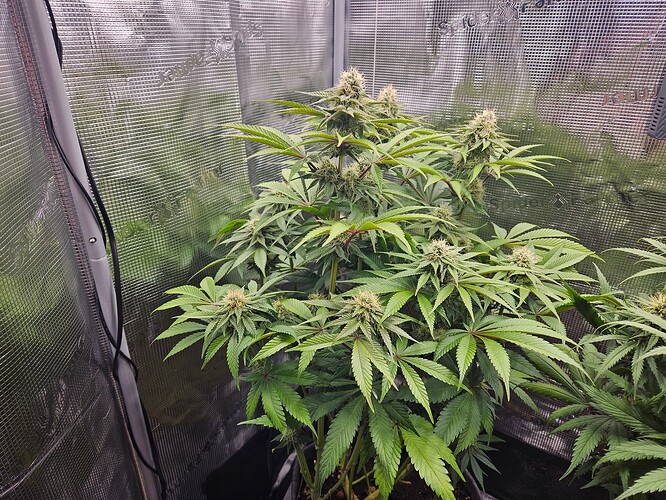 Growreport Bild 3