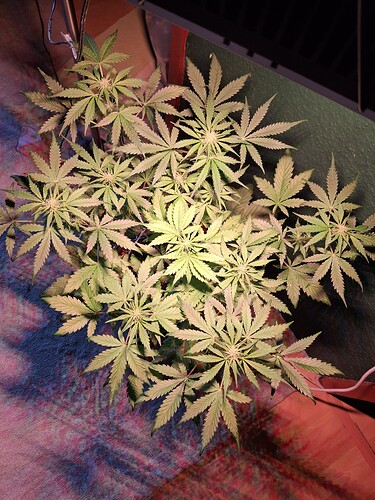 Growreport Bild 1