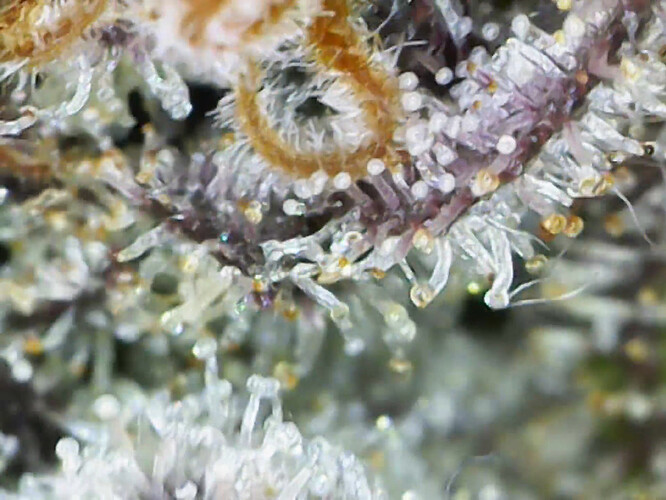 cap_2f4c1369b8e32ccd12d45986cd978a11_00_00_09_03