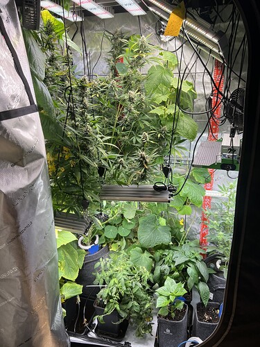 Growreport Bild 37