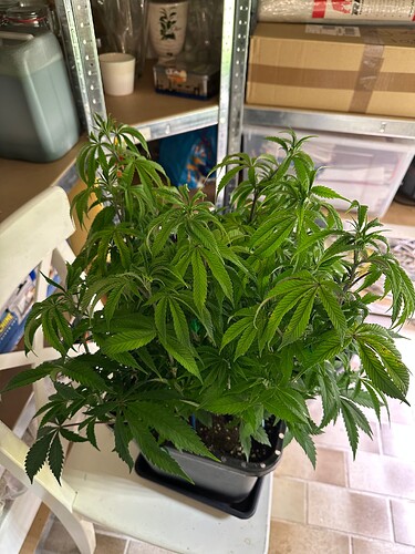 Growreport Bild 40