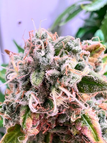 Growreport Bild 2