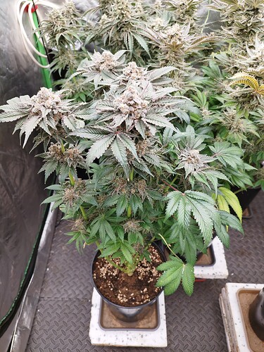 Growreport Bild 5