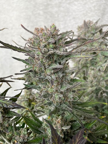 Growreport Bild 9