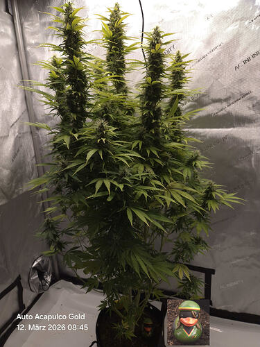 Eine blühende Cannabis-Pflanze in einem Growzelt mit einer Rasta-Quietscheente im Vordergrund.
