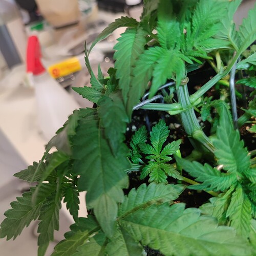 Growreport Bild 15