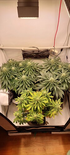 Growreport Bild 2