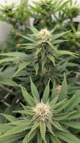 Growreport Bild 24