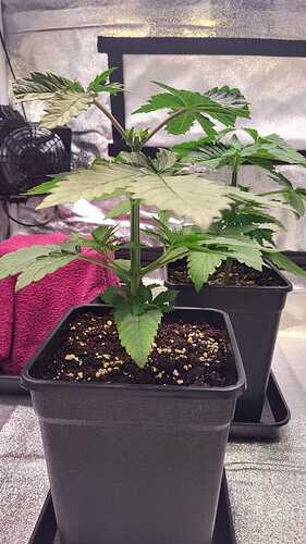 Growreport Bild 6