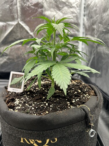 Growreport Bild 4