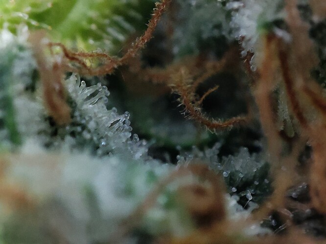Growreport Bild 32