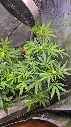 Growreport Bild 35