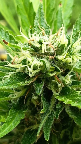 Growreport Bild 8