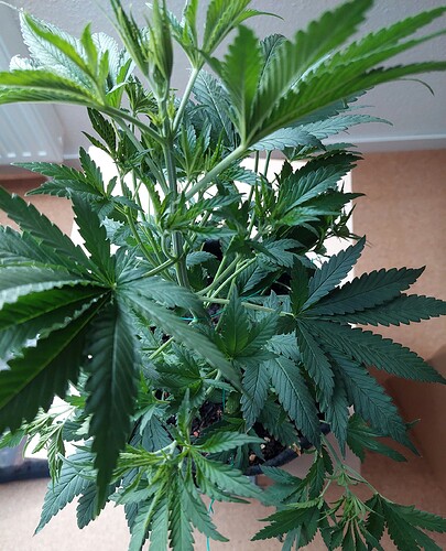 Growreport Bild 2